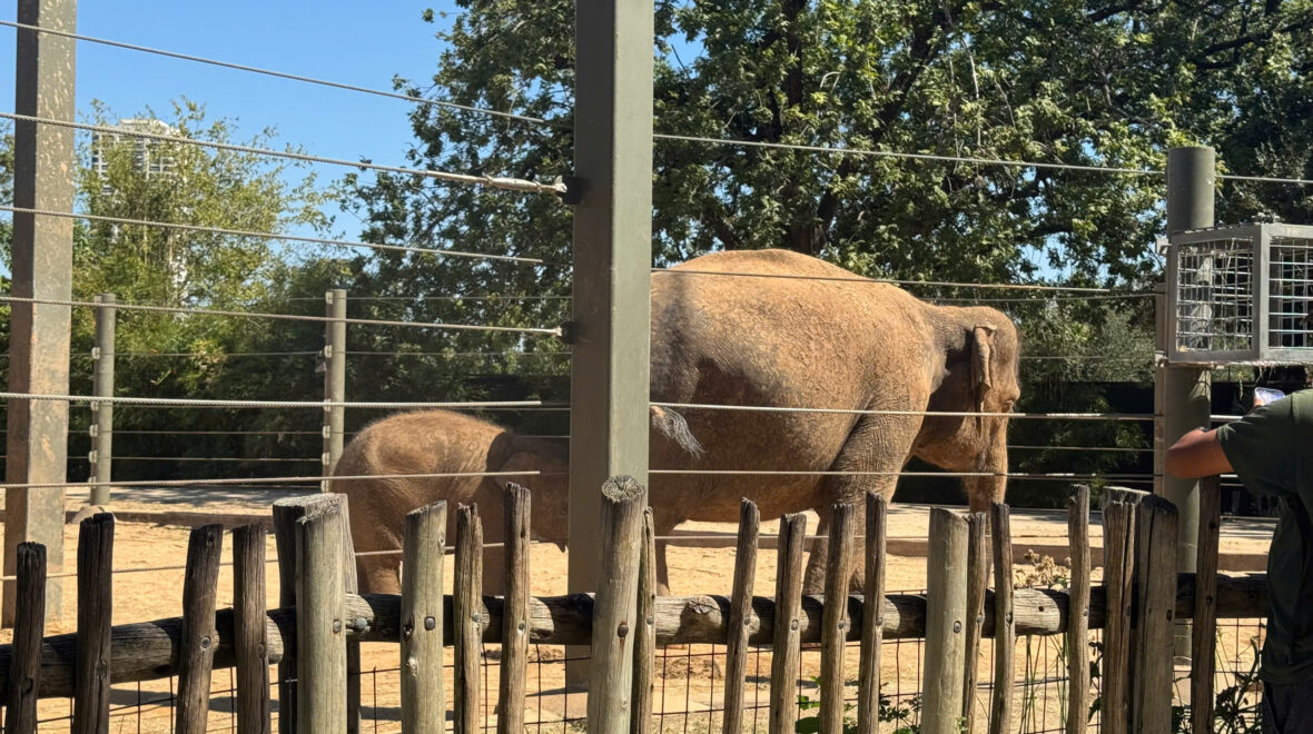 A trip to Houston Zoo and deepening the knowledge about the environment system and animals around us